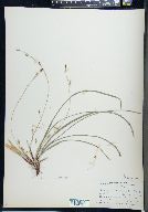 Carex pedunculata image