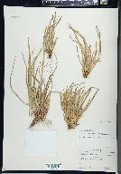 Carex pedunculata image