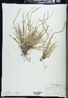 Carex pedunculata image