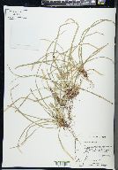 Carex pedunculata image