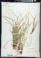 Carex pedunculata image