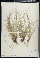 Carex pedunculata image