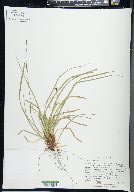 Carex pedunculata image