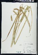 Carex pseudocyperus image