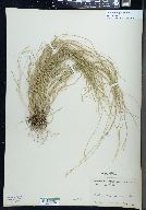 Carex radiata image