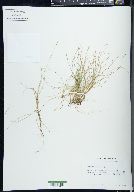 Carex gynocrates image