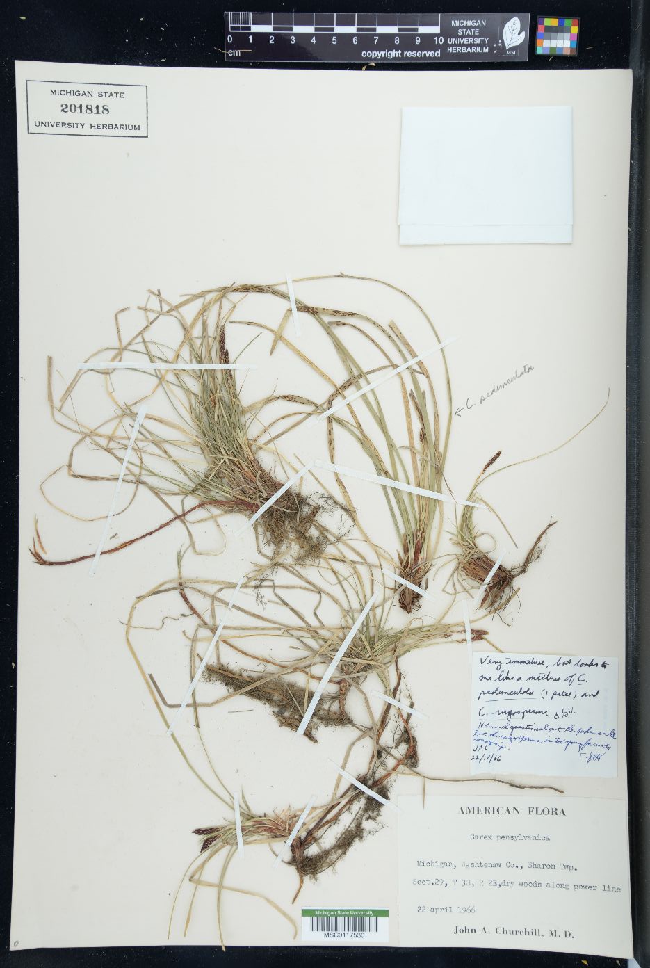 Carex rugosperma image