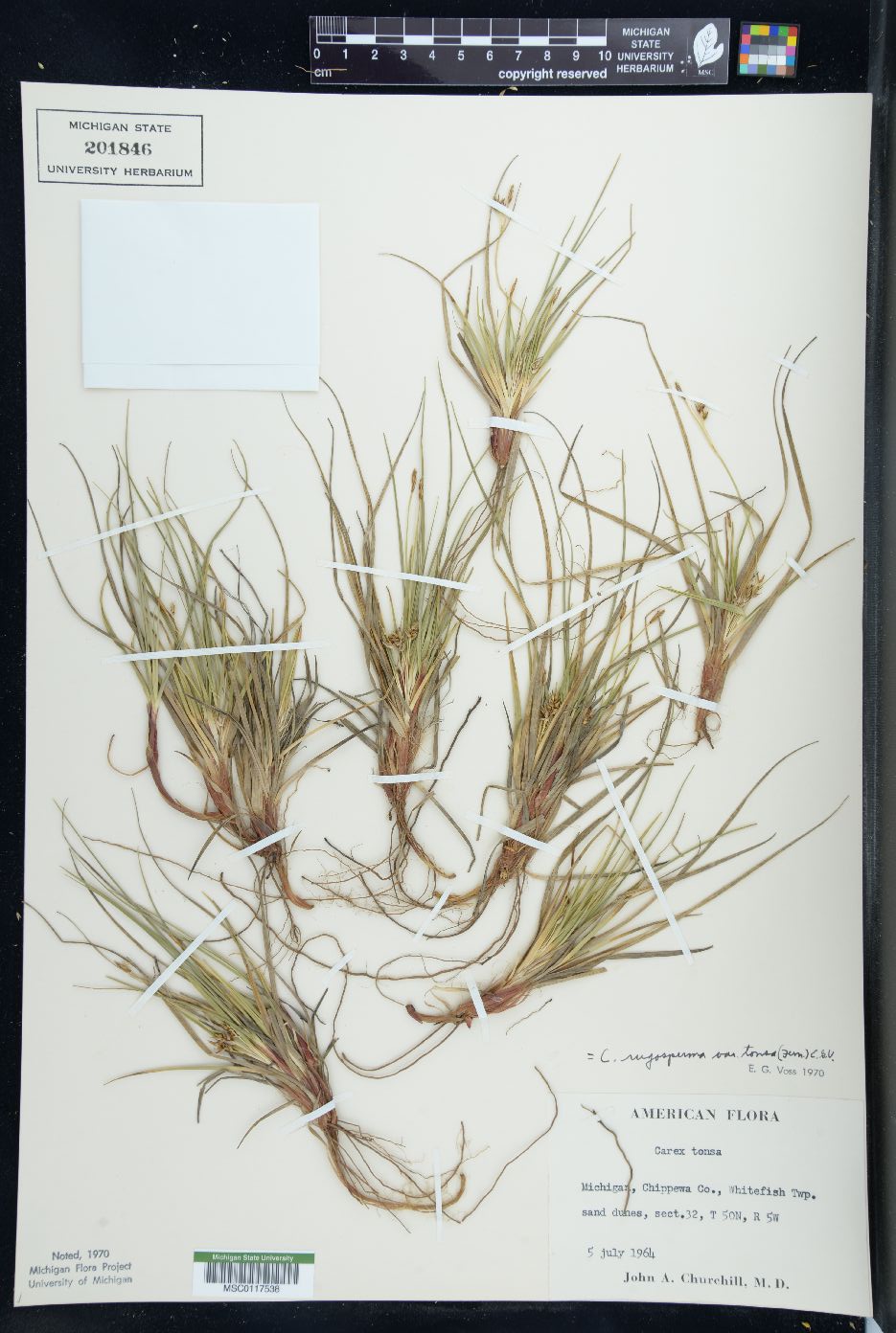 Carex rugosperma image