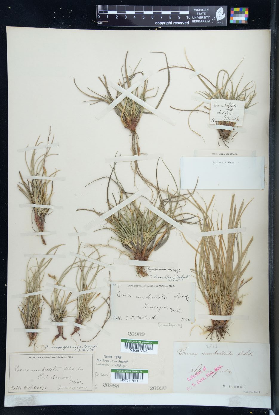 Carex rugosperma image