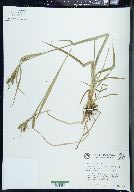 Carex scabrata image