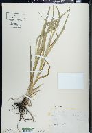 Carex scabrata image