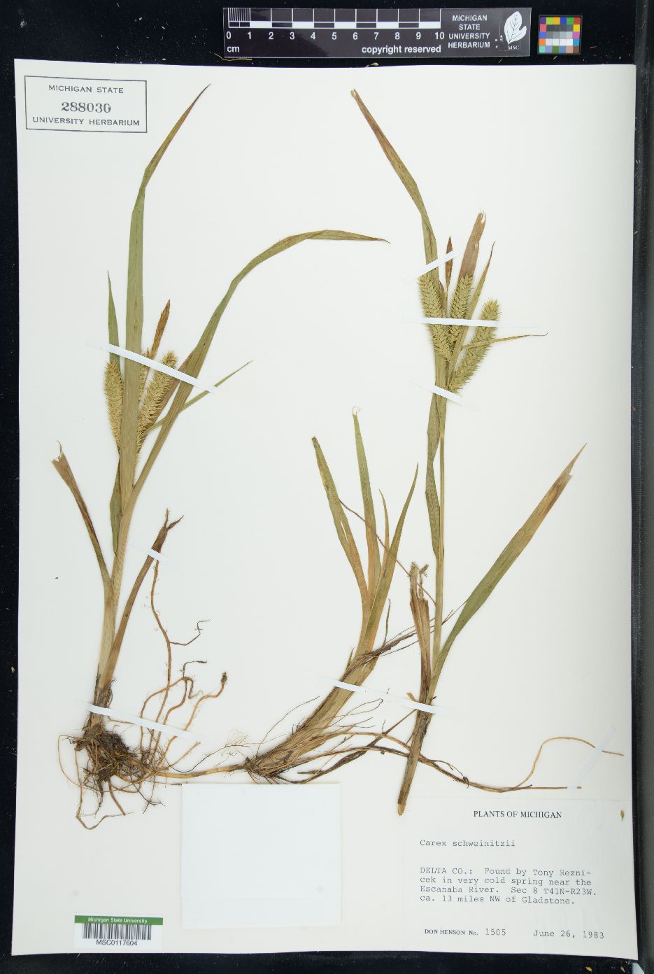 Carex schweinitzii image