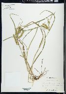 Carex schweinitzii image