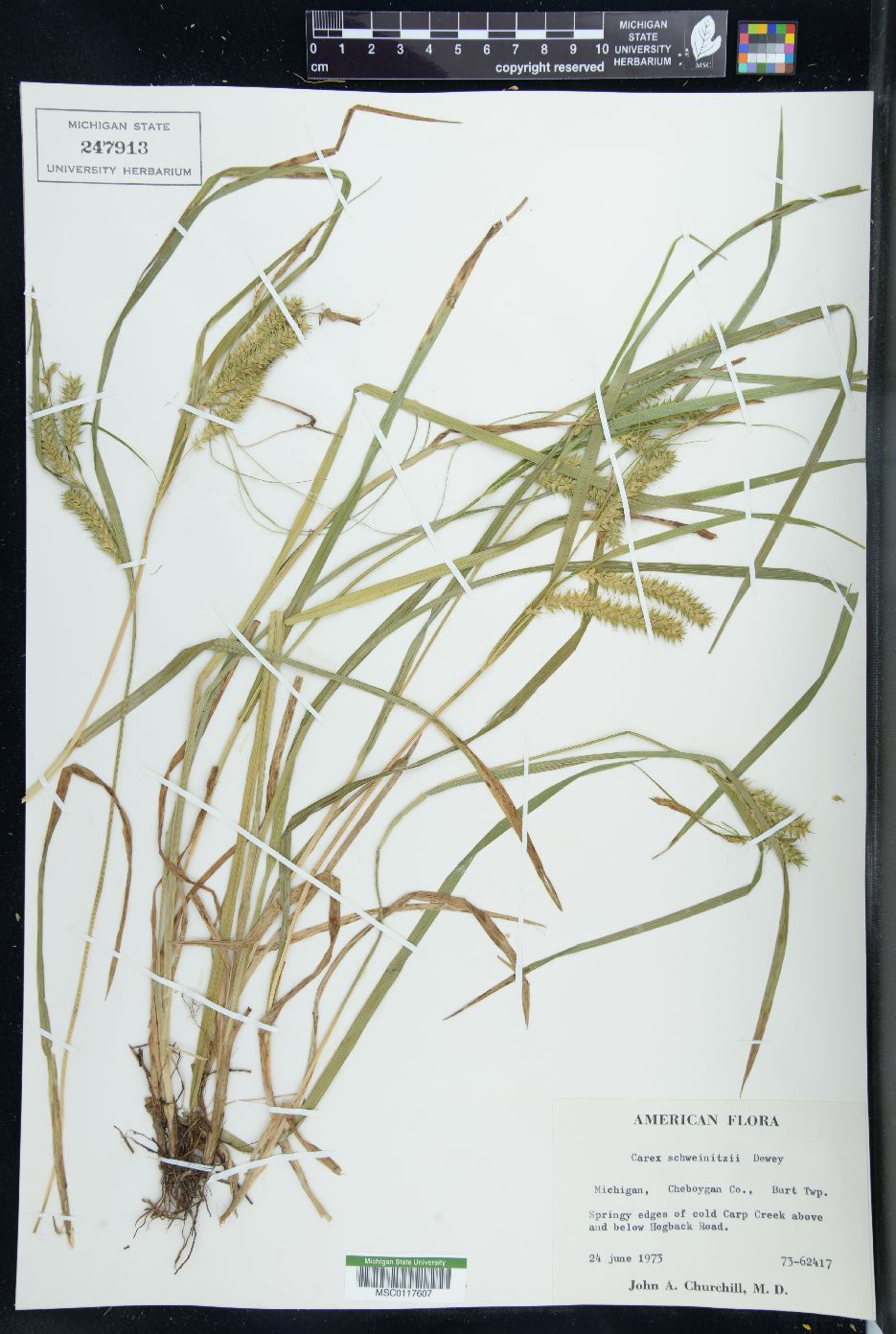 Carex schweinitzii image