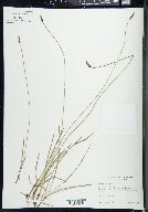 Carex scirpoidea image