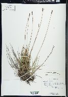 Carex scirpoidea image