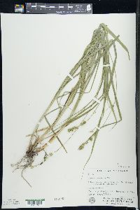 Carex sparganioides image