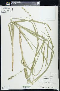 Carex sparganioides image