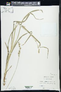 Carex sparganioides image