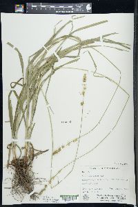 Carex sparganioides image