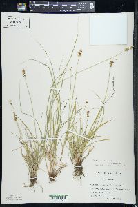 Carex spicata image