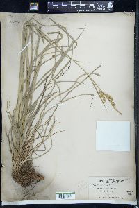 Carex sprengelii image