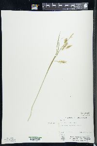 Carex sprengelii image