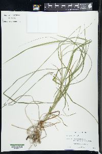 Carex sprengelii image