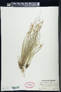 Carex sterilis image