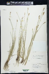 Carex sterilis image