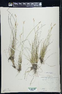 Carex sterilis image