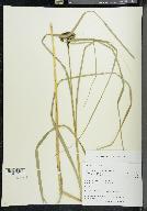 Scirpus atrocinctus image