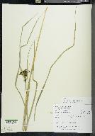 Scirpus atrocinctus image