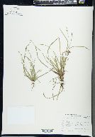 Carex pedunculata image