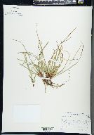 Carex pedunculata image