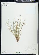 Carex pedunculata image