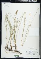 Carex praegracilis image