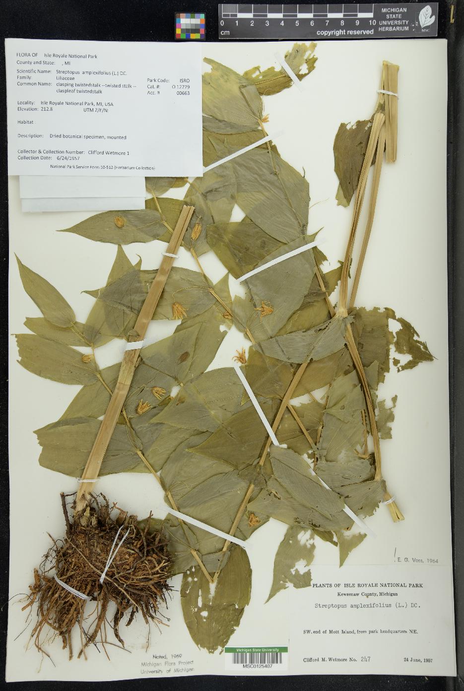 Streptopus amplexifolius image