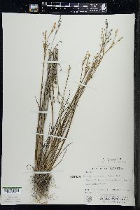 Juncus alpinoarticulatus image