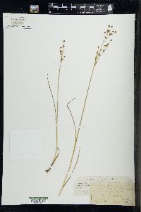 Juncus alpinoarticulatus image