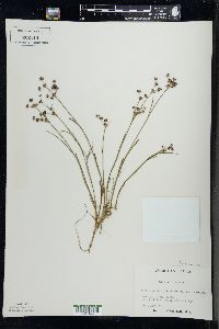 Juncus articulatus image