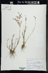 Juncus articulatus image