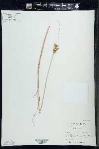 Juncus greenei image