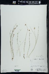 Juncus nodosus image