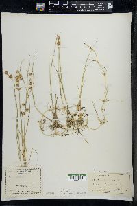 Juncus nodosus image