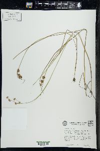 Juncus nodosus image