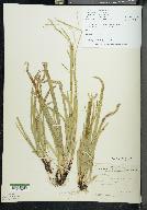 Carex adusta image