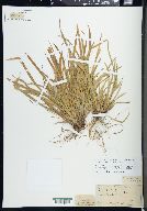 Carex backii image