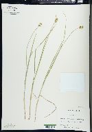 Carex bebbii image