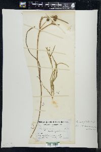 Sparganium angustifolium image